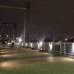 西宮浜跳ね橋 シーバス50cm